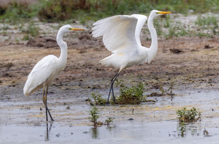 Great White Egret