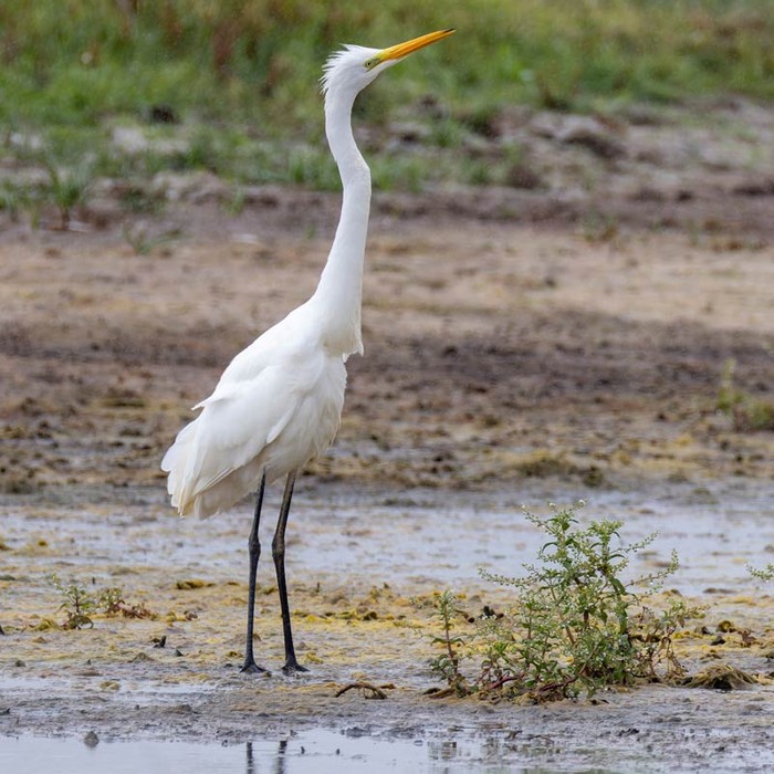 Great White Egret