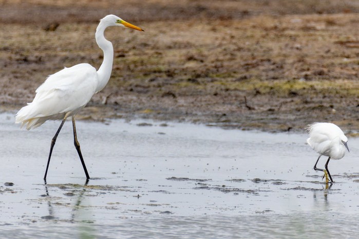 Great White Egret