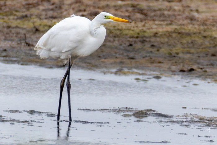 Great White Egret