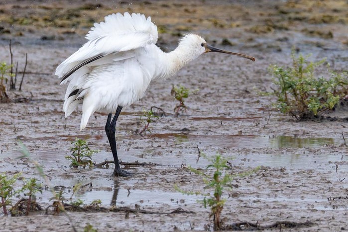 Spoonbill