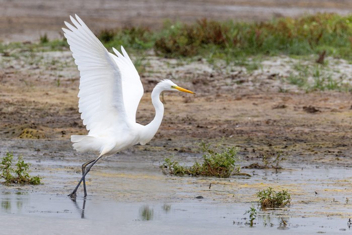Great White Egret