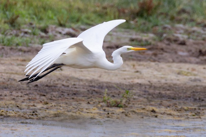 Great White Egret