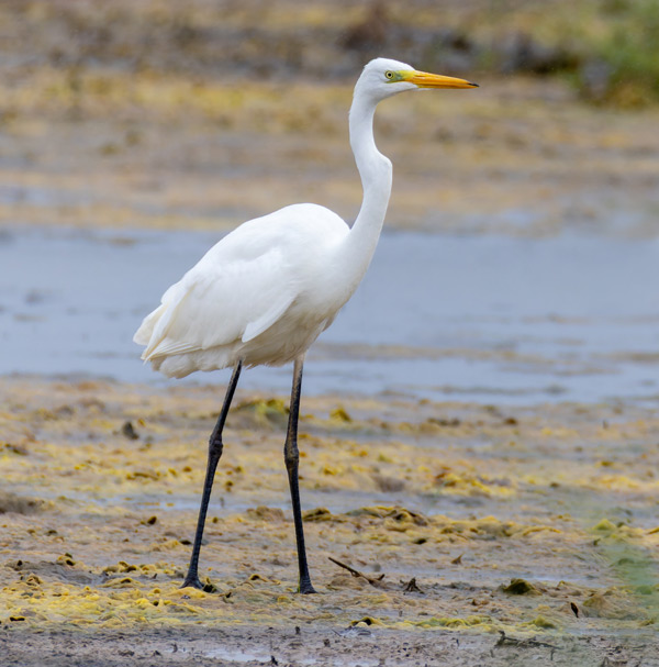 Great White Egret