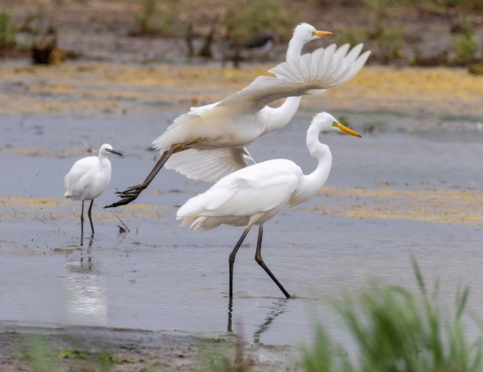 Great White Egret