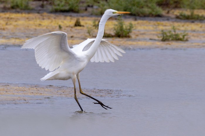 Great White Egret