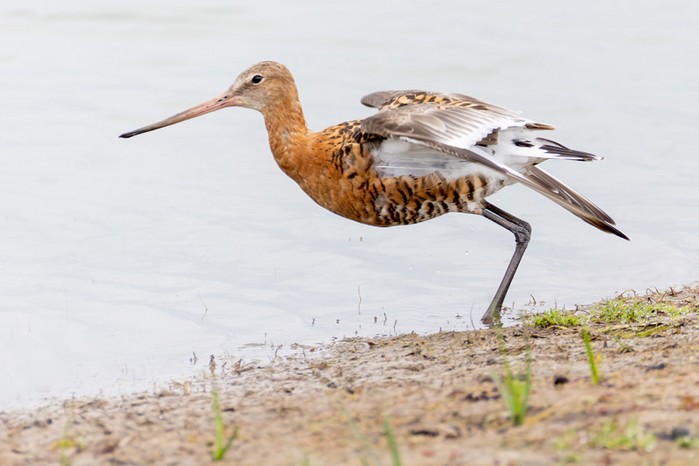 Black-tailed Godwit