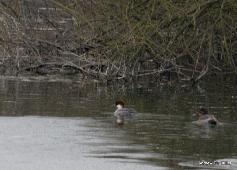 Smew
