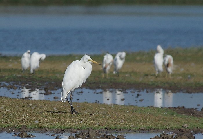 Great White Egret