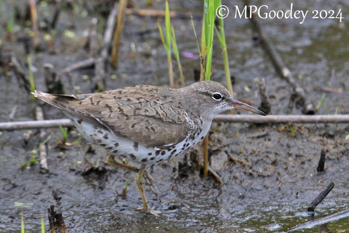 Spotted Sandpiper