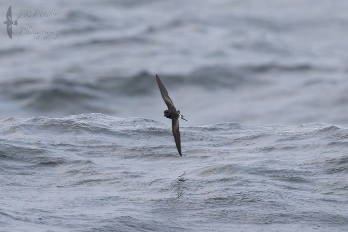 Wilson's Petrel
