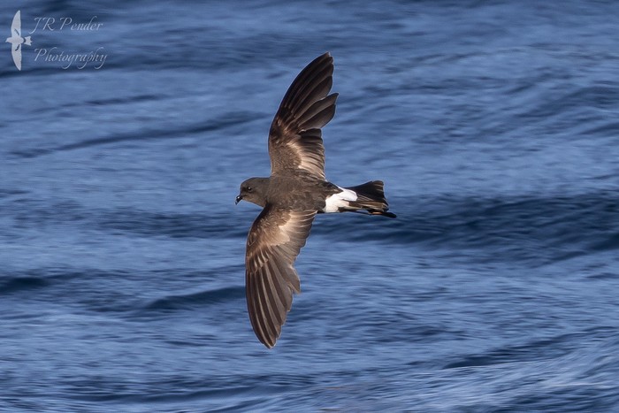 Wilson's Petrel