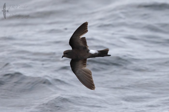 Wilson's Petrel