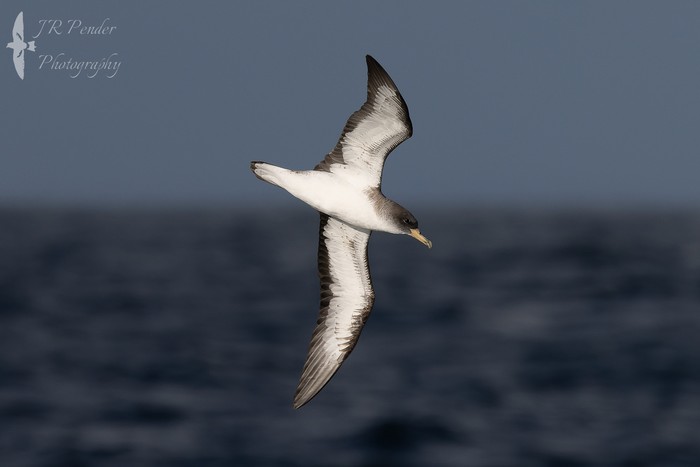 Cory's Shearwater