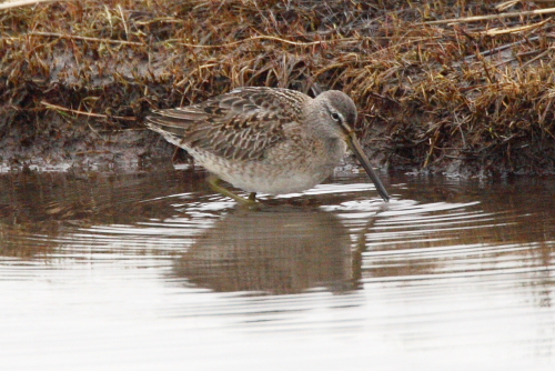 Long-billed Dowitcher