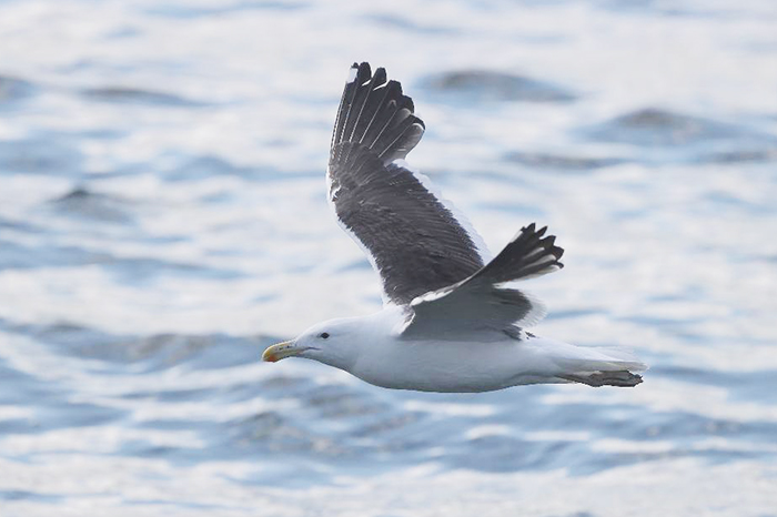 Cape Gull