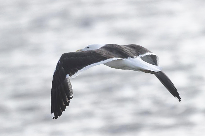 Cape Gull