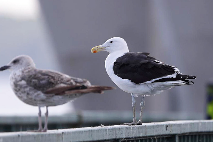 Cape Gull