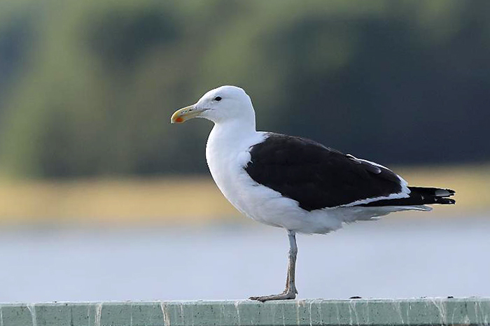 Cape Gull