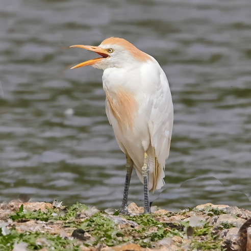 Cattle Egret