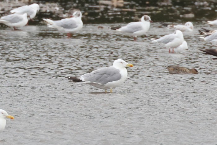 Yellow-legged Gull