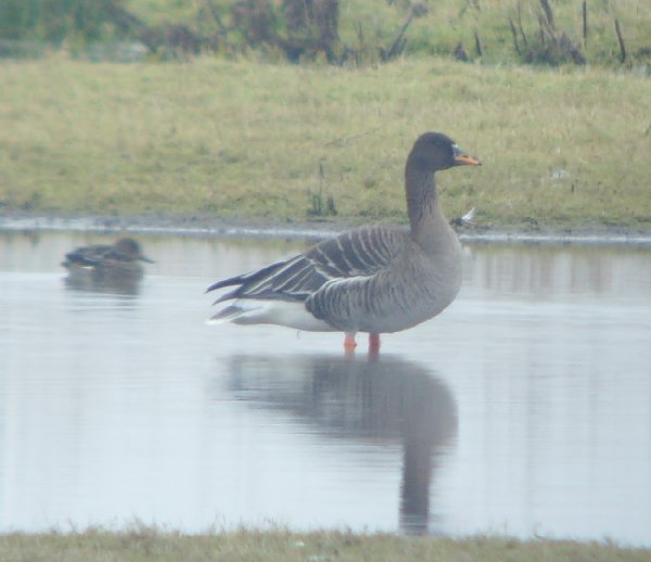 Taiga Bean Goose