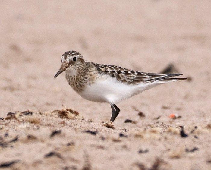 Baird's Sandpiper