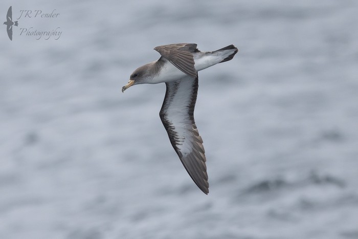 Cory's Shearwater