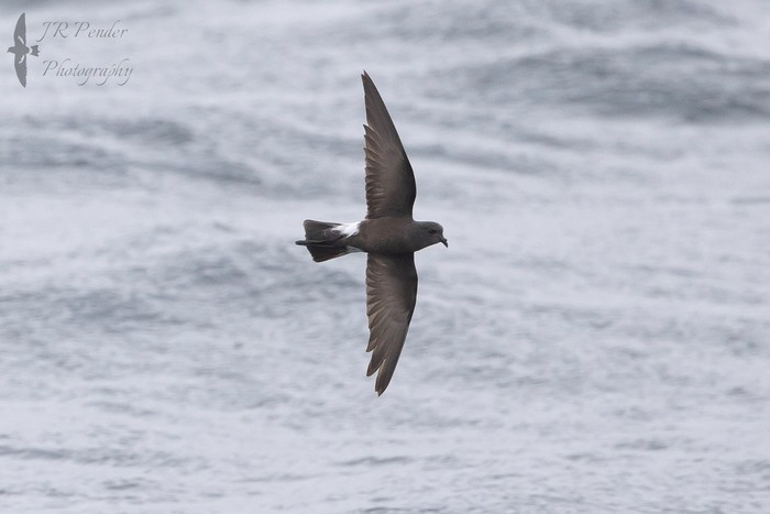 Wilson's Petrel