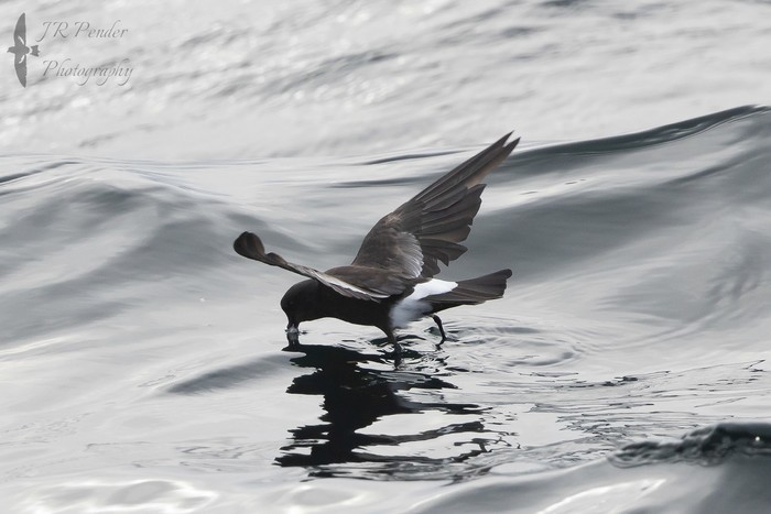 Wilson's Petrel