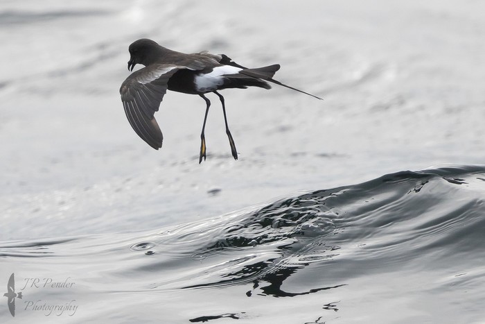Wilson's Petrel