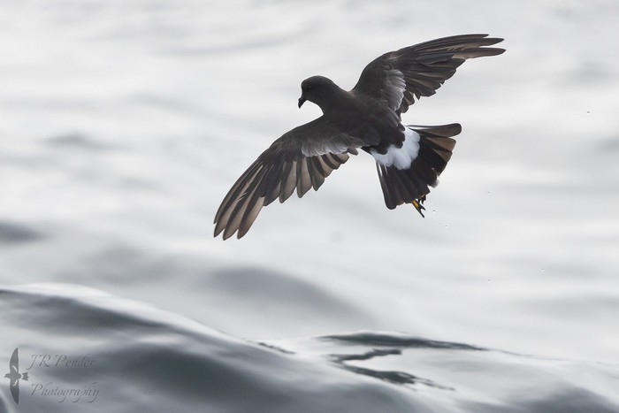 Wilson's Petrel