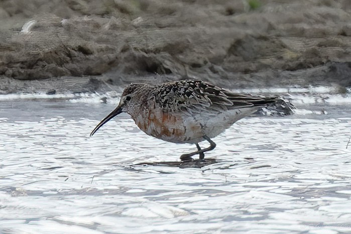 Curlew Sandpiper