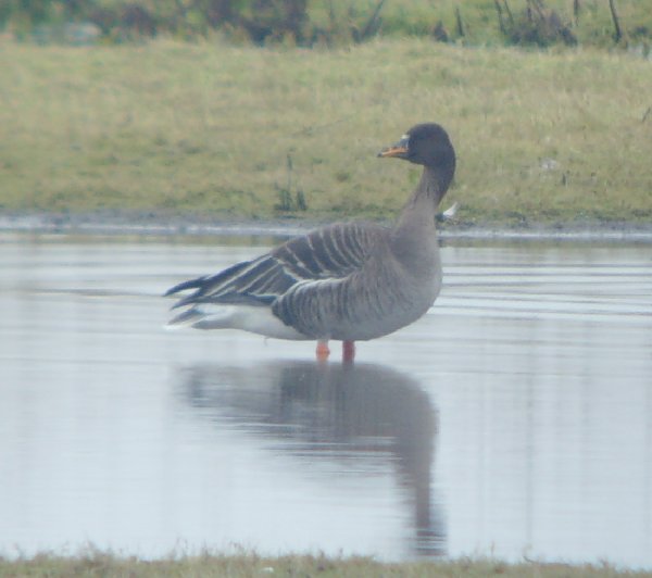 Taiga Bean Goose