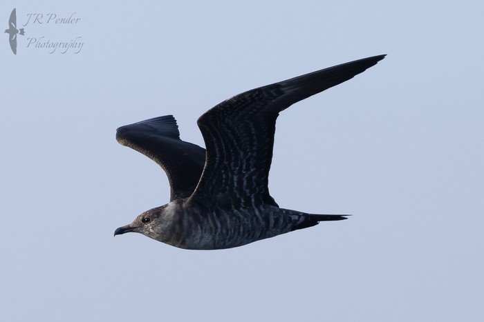 Long-tailed Skua