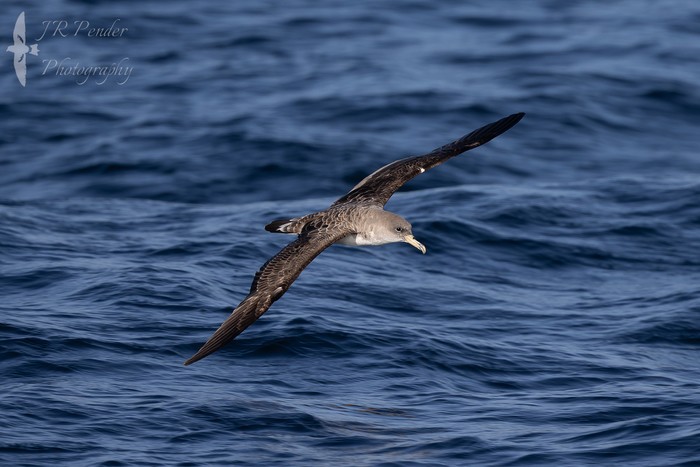 Cory's Shearwater