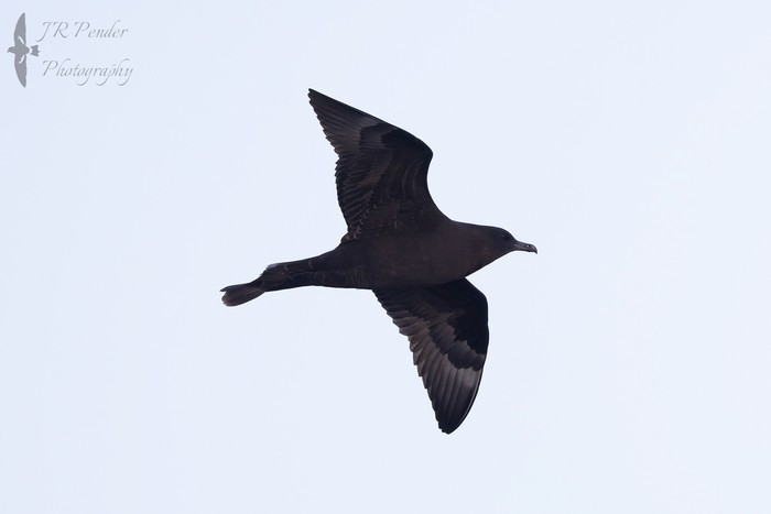 Pomarine Skua