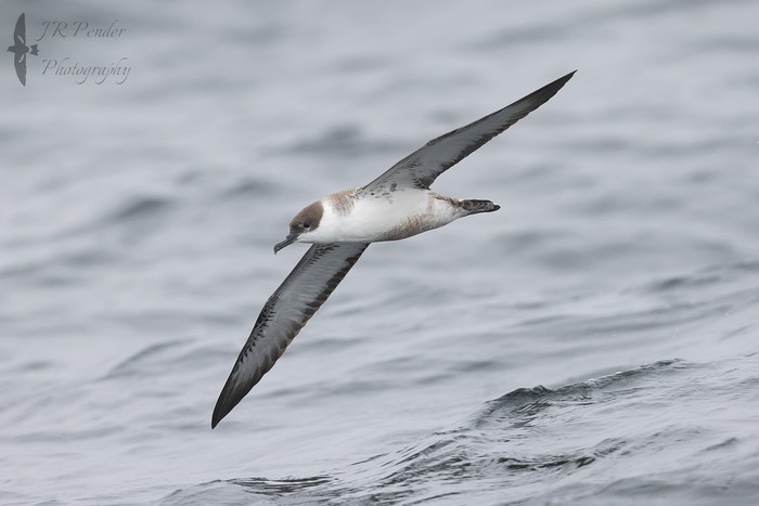 Great Shearwater
