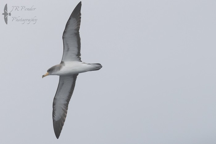 Cory's Shearwater
