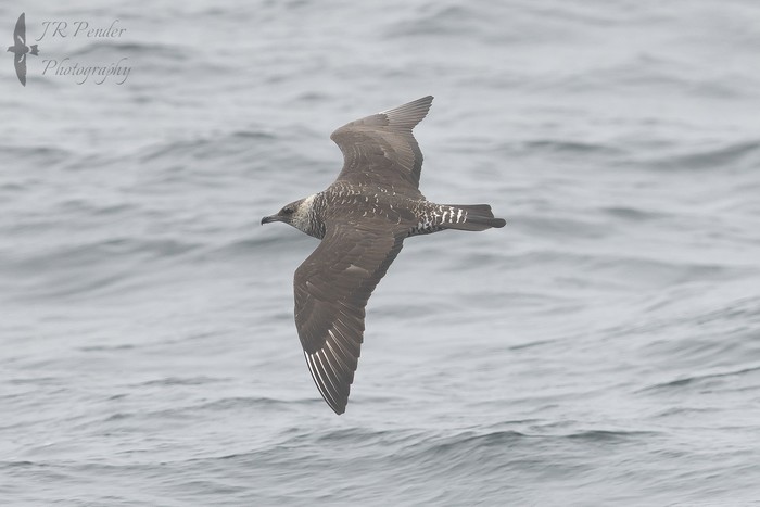Pomarine Skua