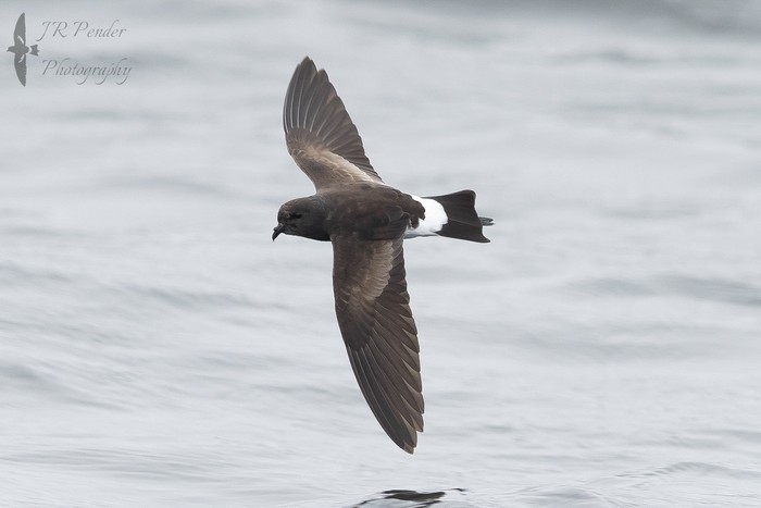 Wilson's Petrel