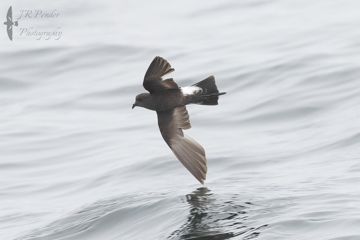 Wilson's Petrel
