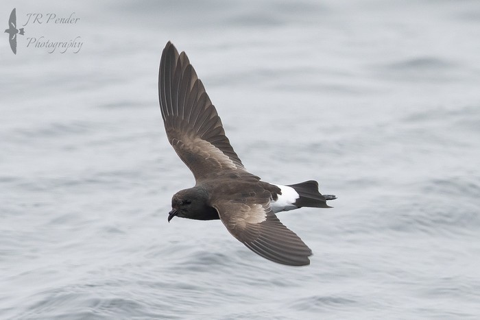 Wilson's Petrel