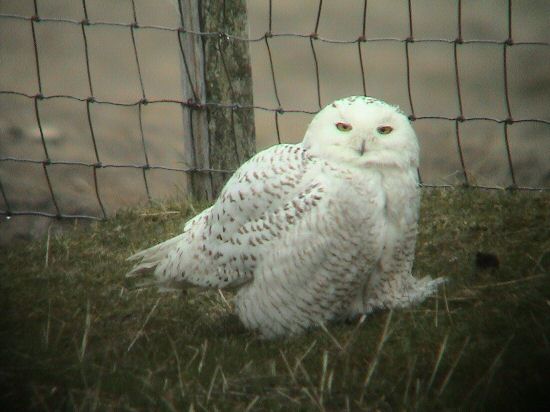 Snowy Owl