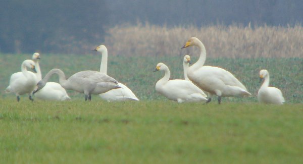 Whooper Swan