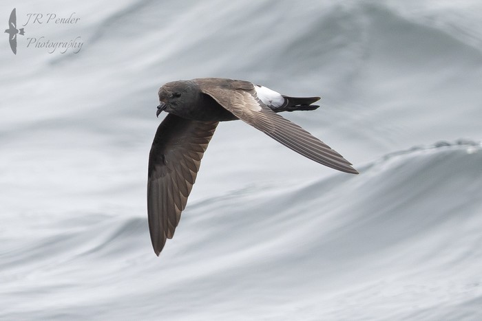 Wilson's Petrel