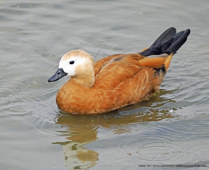Ruddy Shelduck