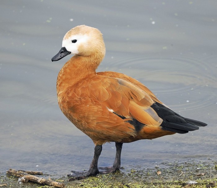 Ruddy Shelduck