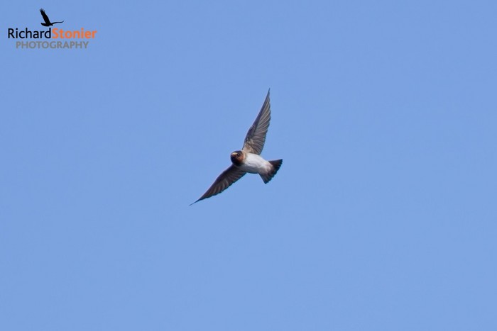 Cliff Swallow