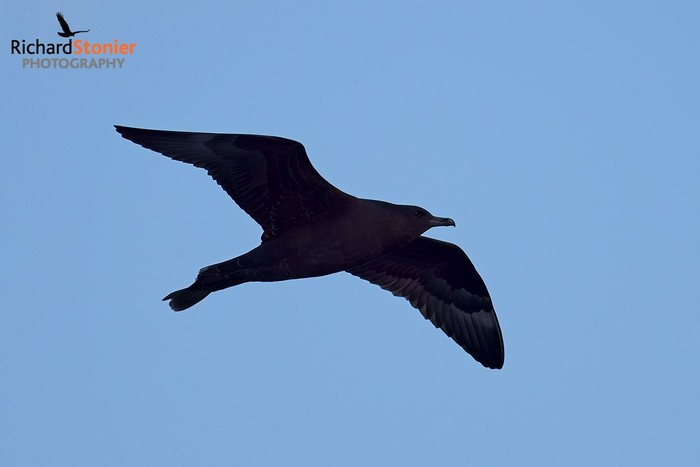 Pomarine Skua
